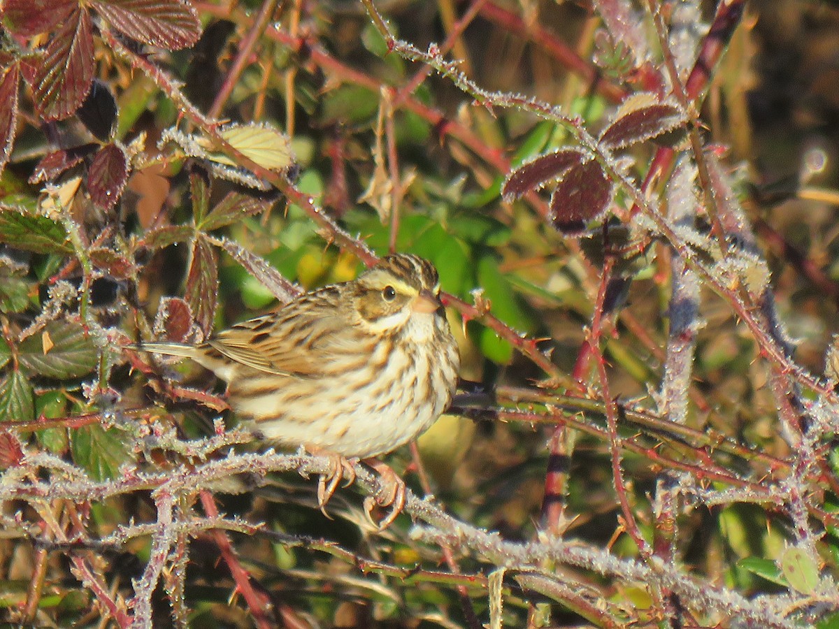 Savannah Sparrow - ML613121909