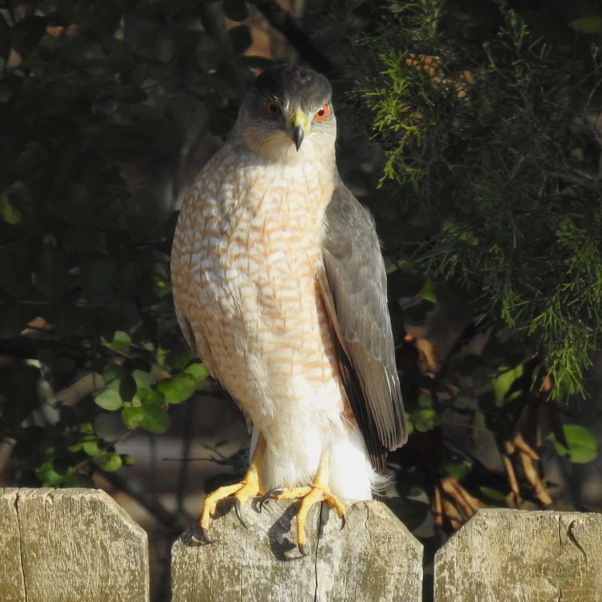 Cooper's Hawk - Roger Massey