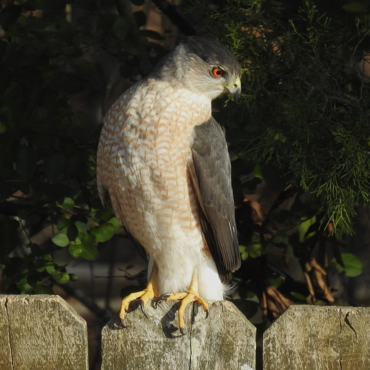 Cooper's Hawk - ML613121929