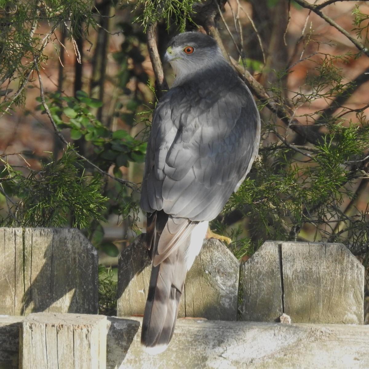 Cooper's Hawk - ML613121931