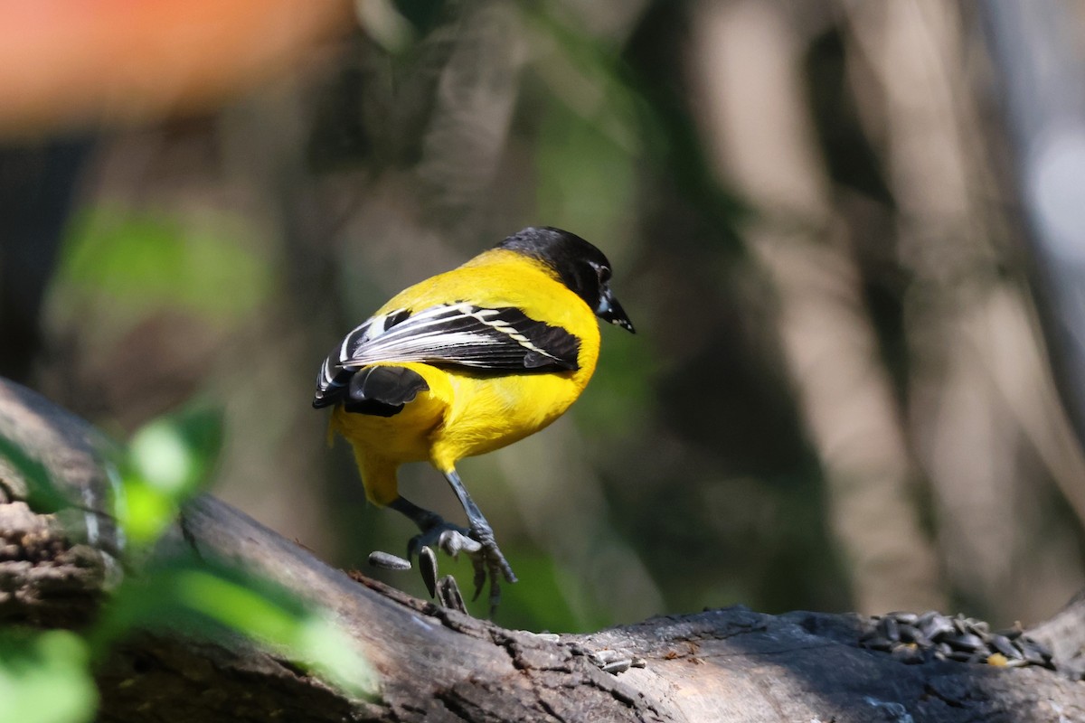 Audubon's Oriole (Audubon's) - ML613122019