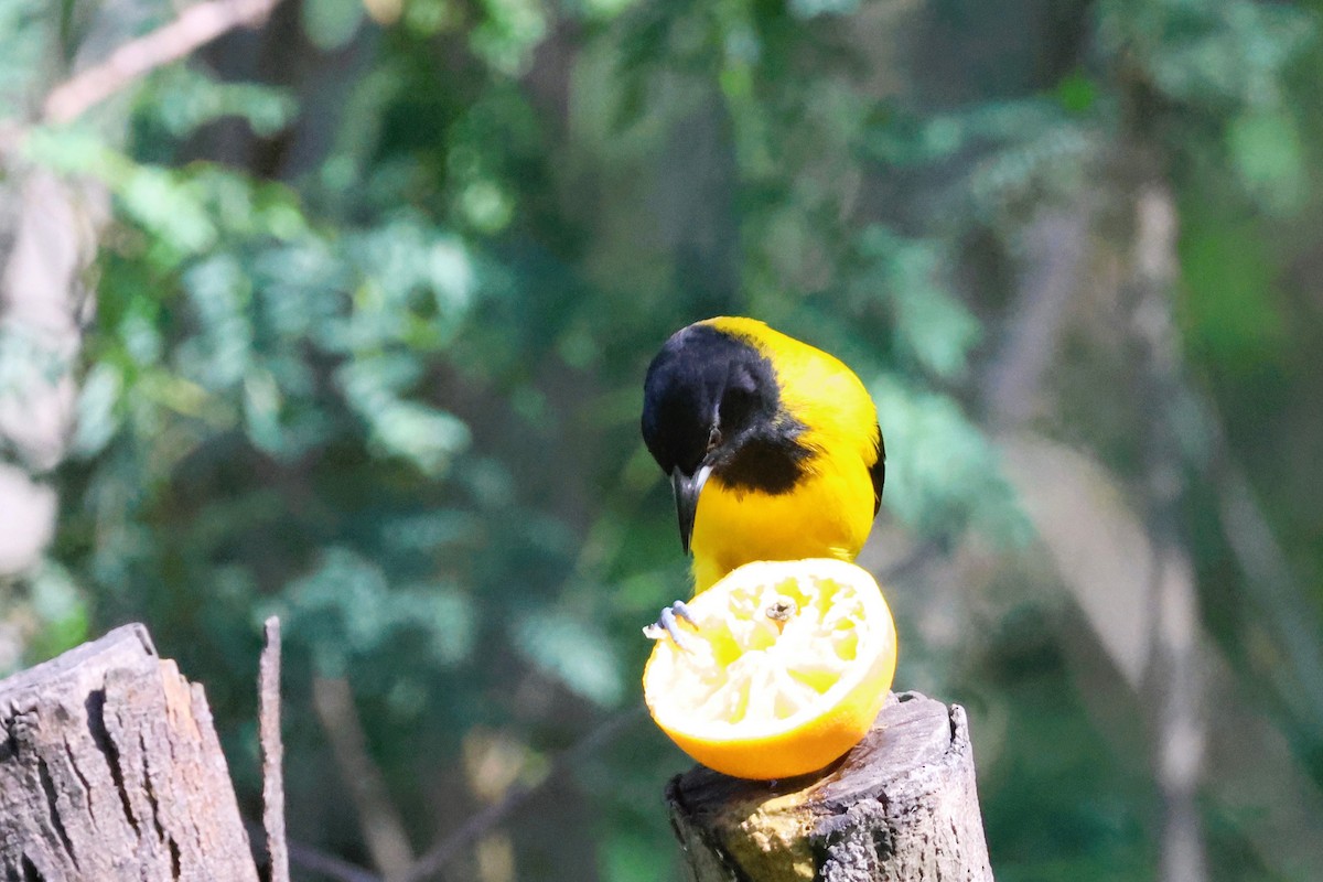 Audubon's Oriole (Audubon's) - ML613122062