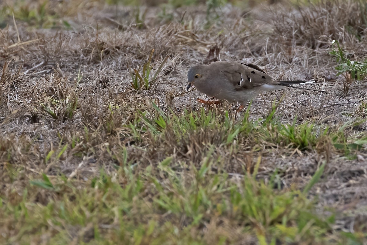 Long-tailed Ground Dove - Leonildo Piovesan