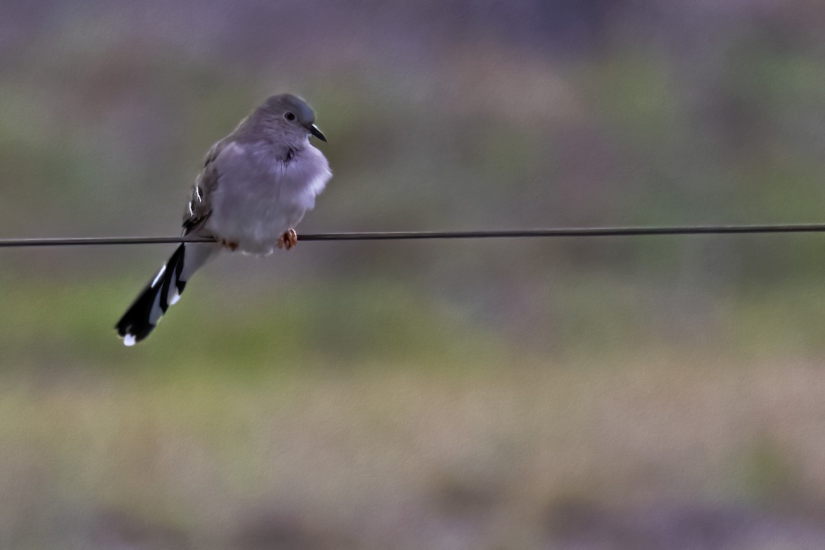 Long-tailed Ground Dove - ML613122220