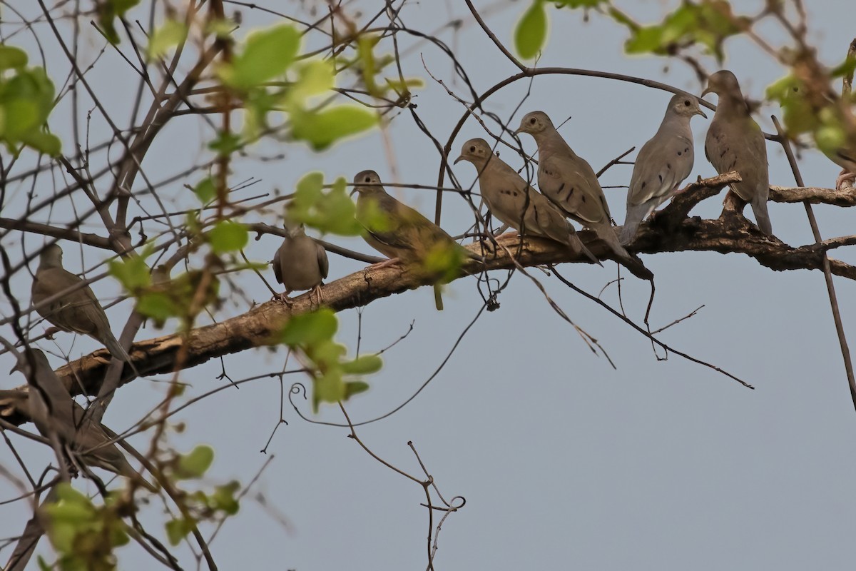 Plain-breasted Ground Dove - ML613122227