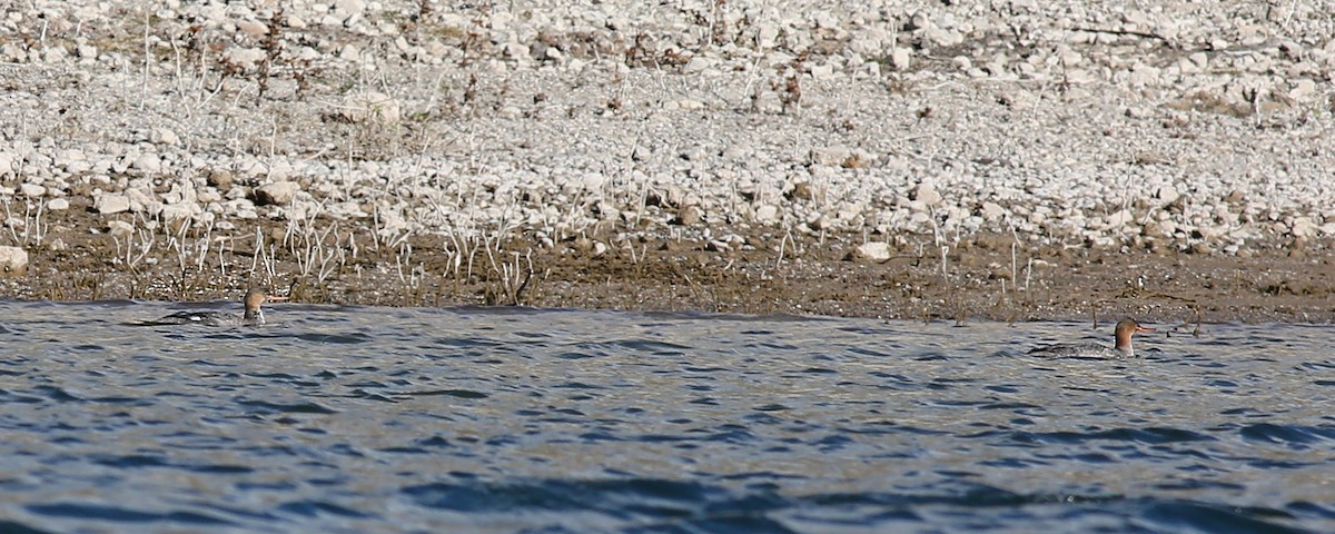 Red-breasted Merganser - ML613122230