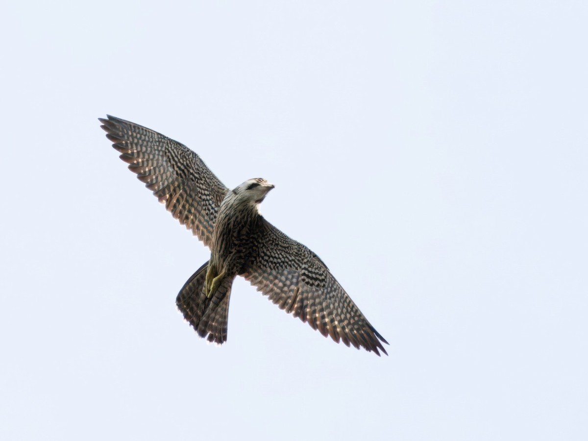 Peregrine Falcon - ML613122254