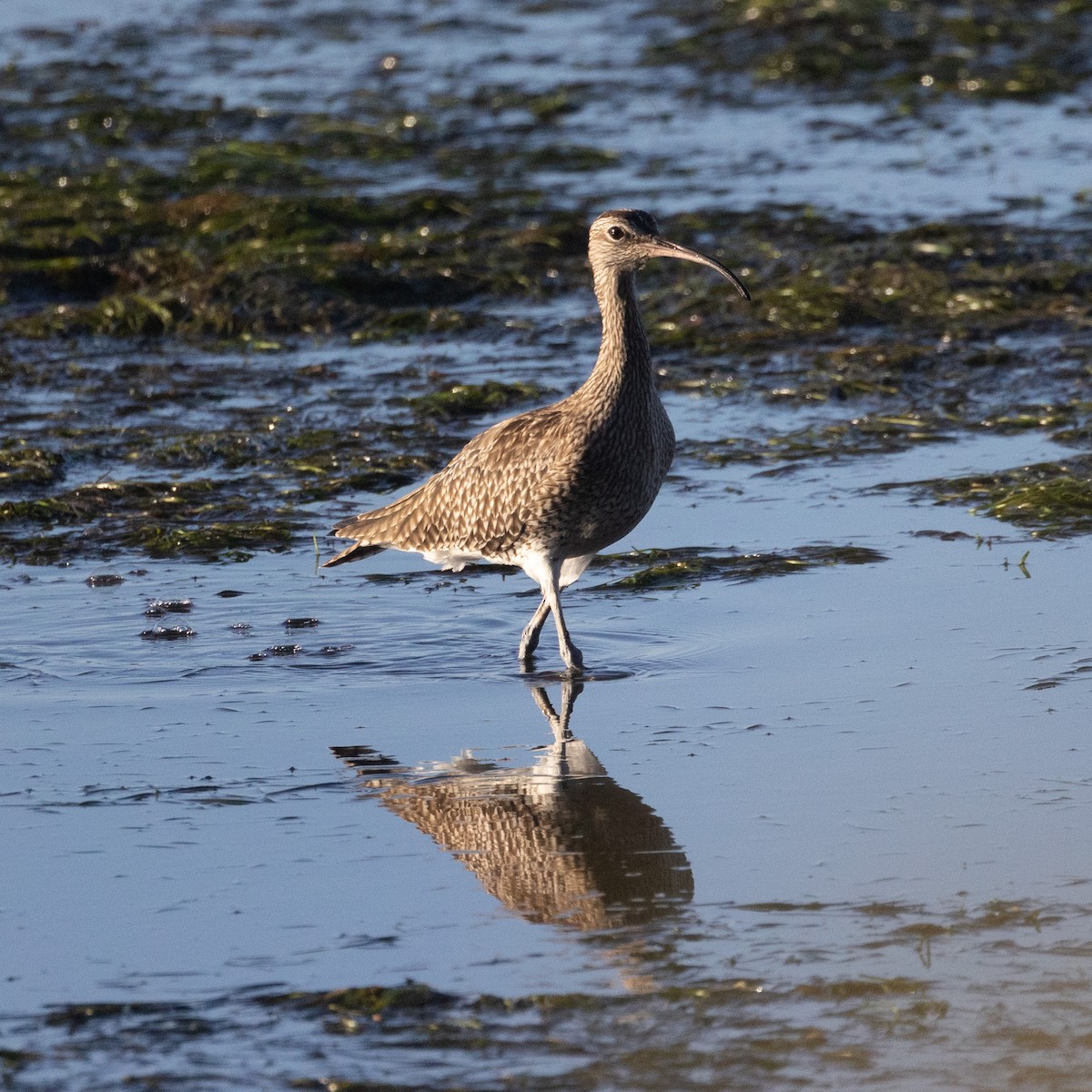 Whimbrel - ML613122282