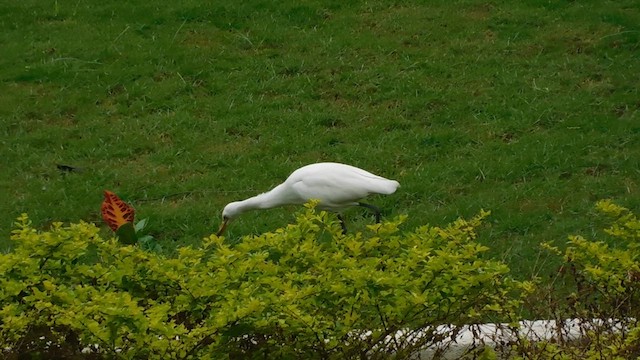 Eastern Cattle Egret - ML613122297