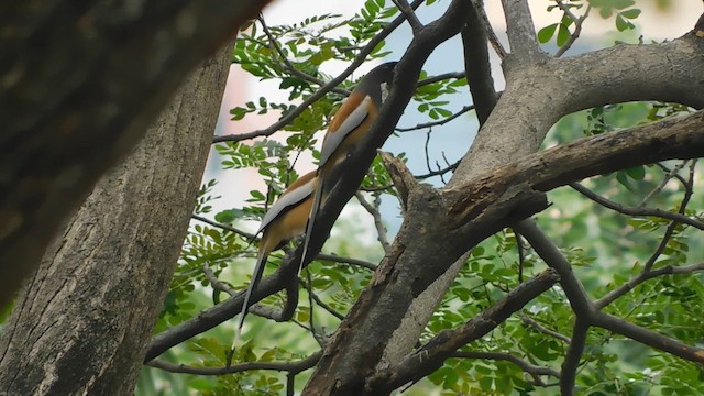 Rufous Treepie - ML613122308