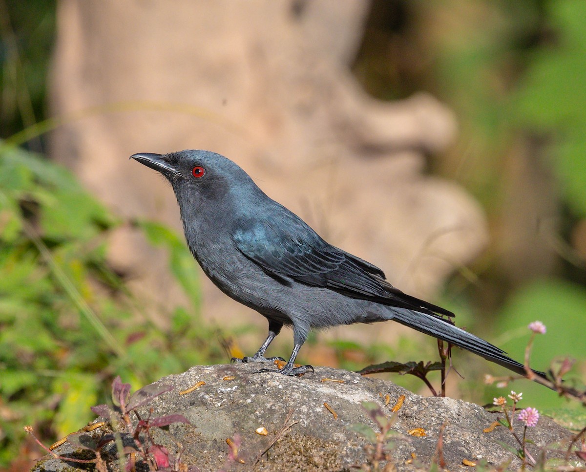 Ashy Drongo - ML613122332