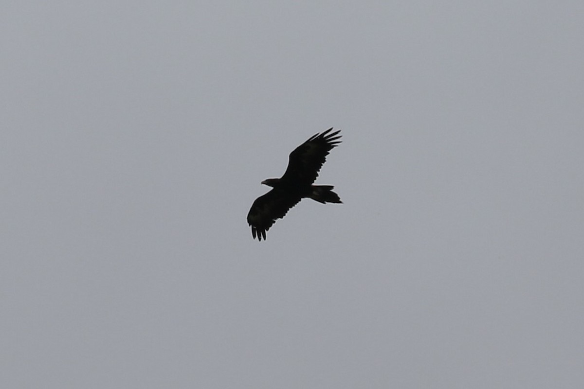 Wedge-tailed Eagle - ML613122343
