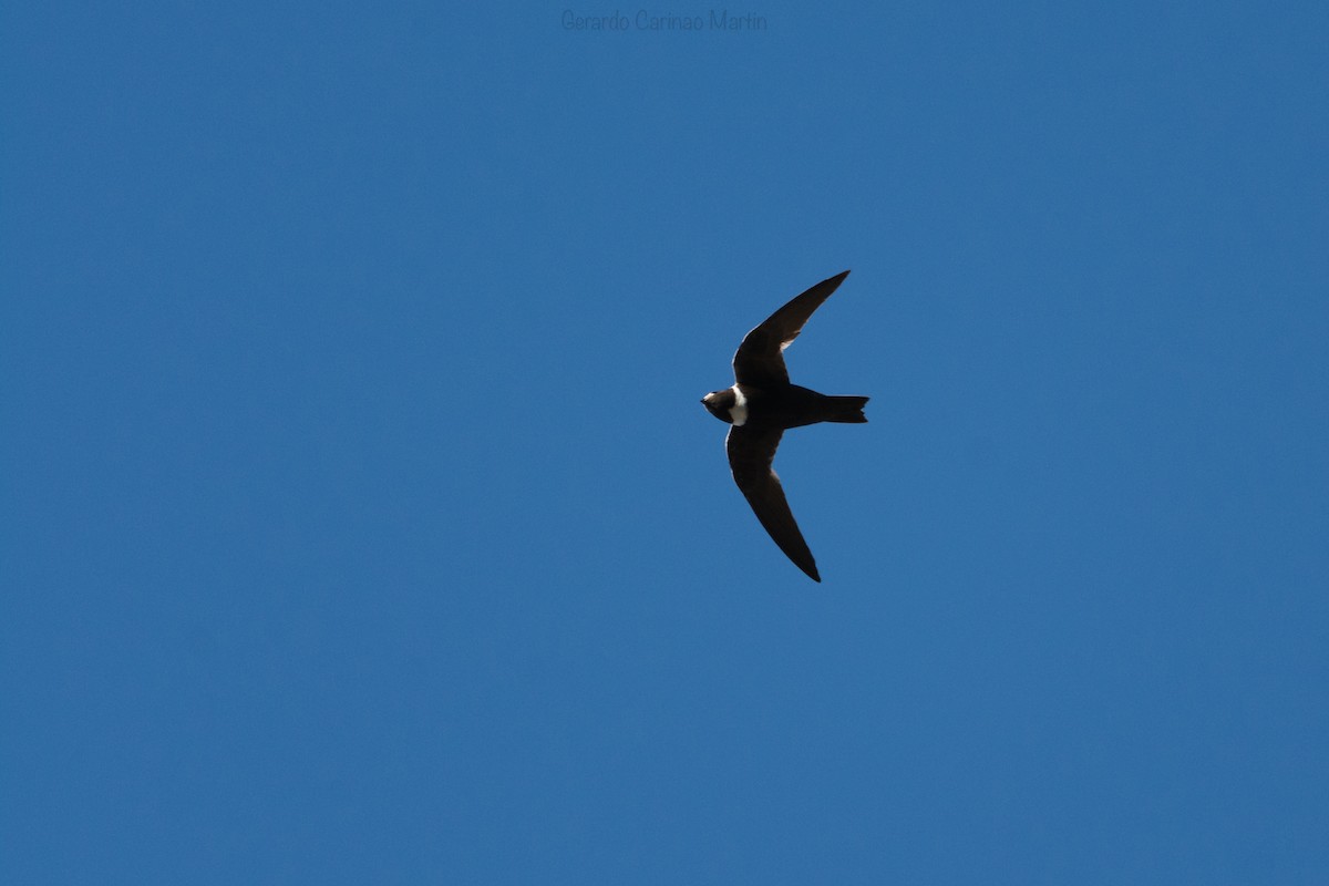 White-collared Swift - ML613122387