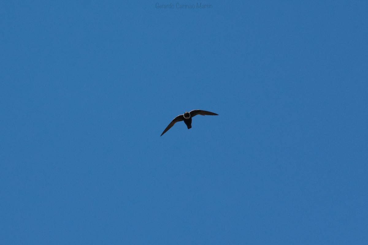 White-collared Swift - Gerardo  Carinao