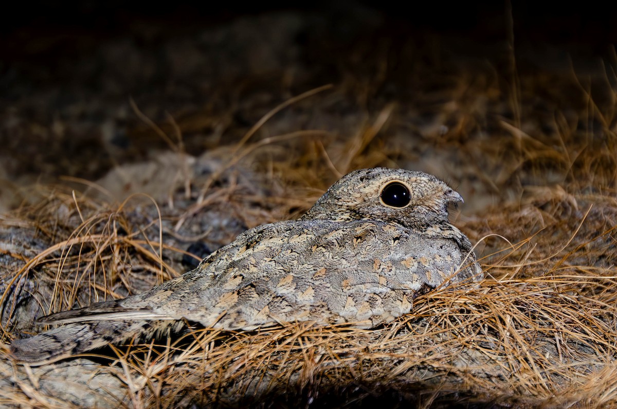 Sykes's Nightjar - ML613122477