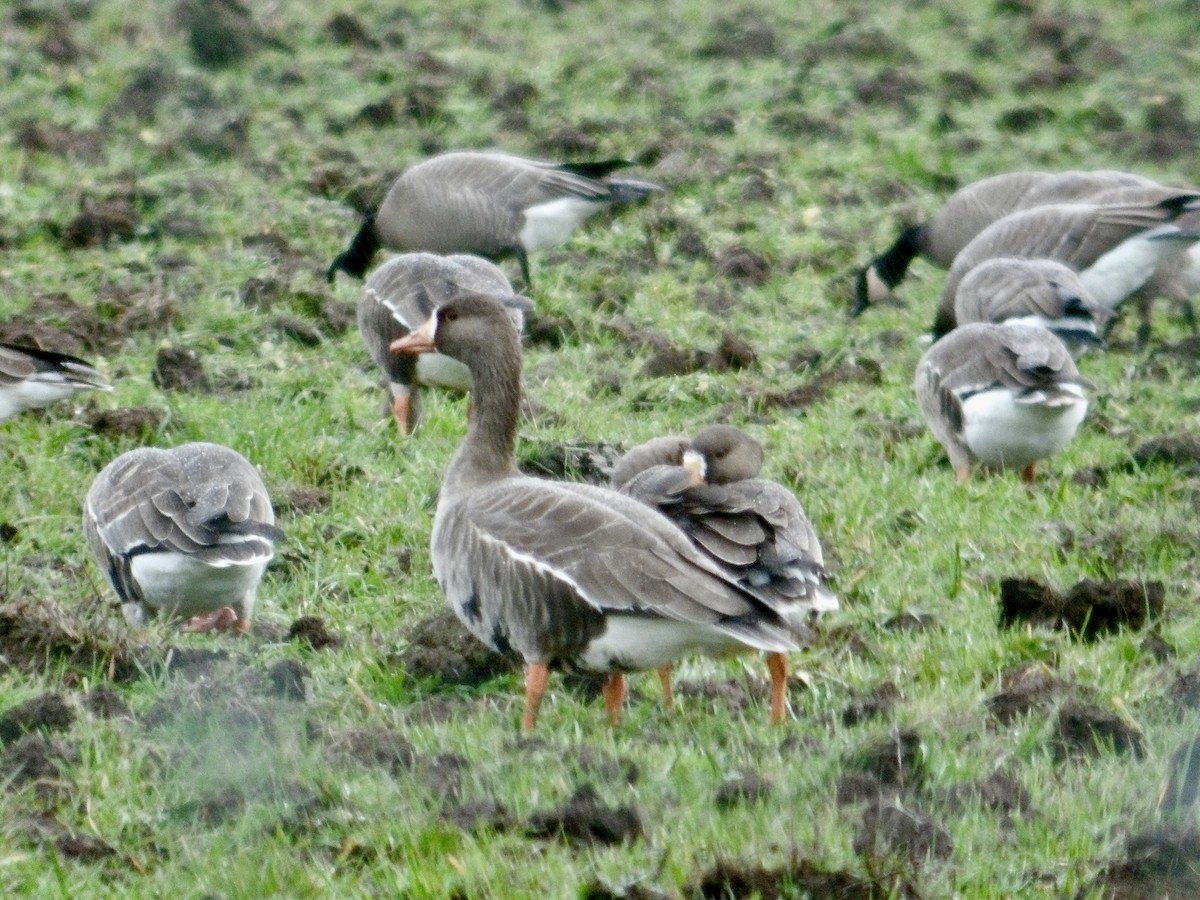 Greater White-fronted Goose - ML613122512