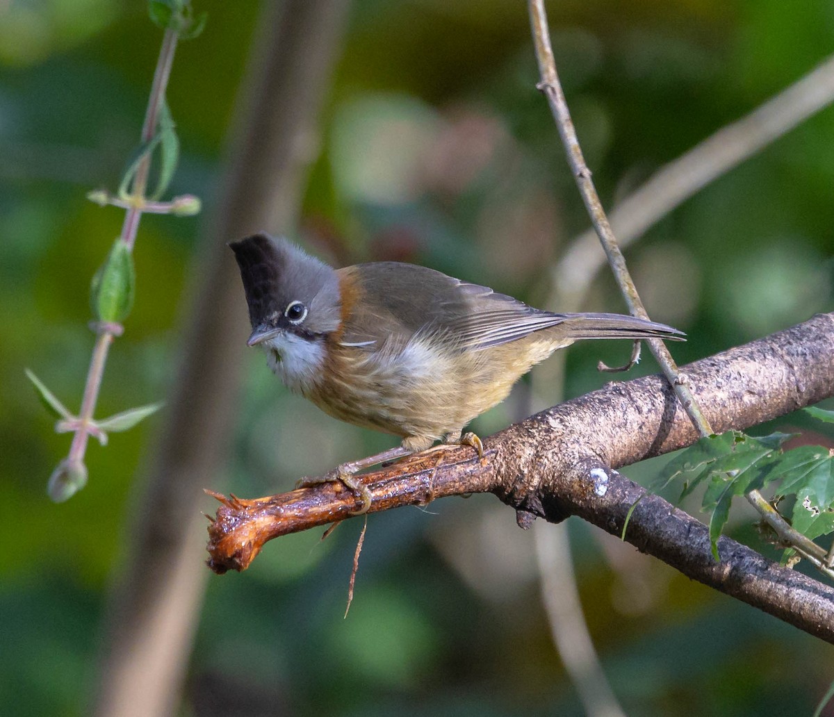 Whiskered Yuhina - ML613122521