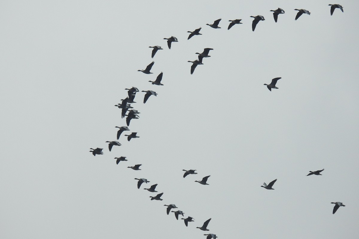 Pink-footed Goose - ML613122539