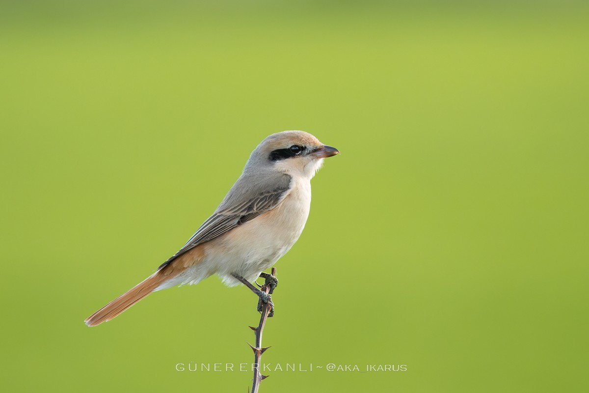 Isabelline Shrike - ML613122555