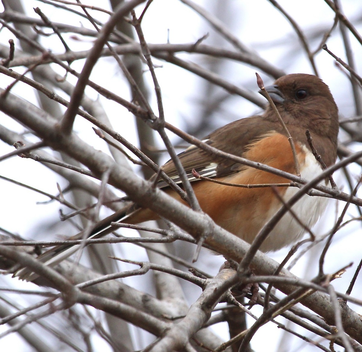 Eastern Towhee - ML613122558