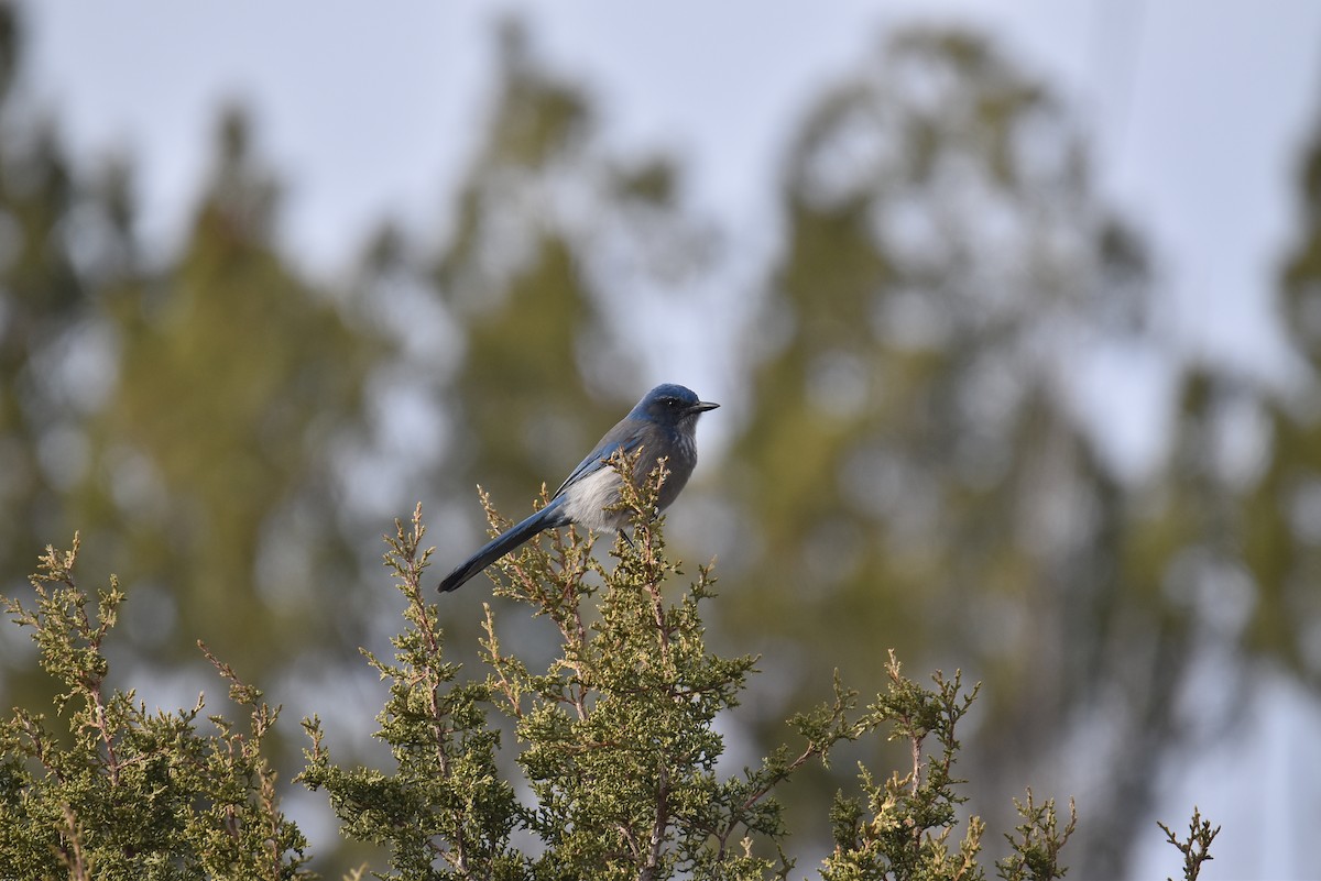 Woodhouse's Scrub-Jay - ML613122589