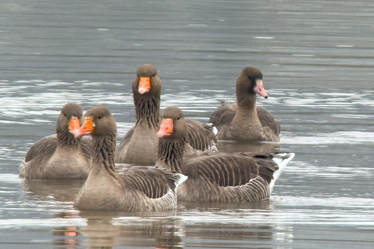 Greater White-fronted Goose - ML613122657