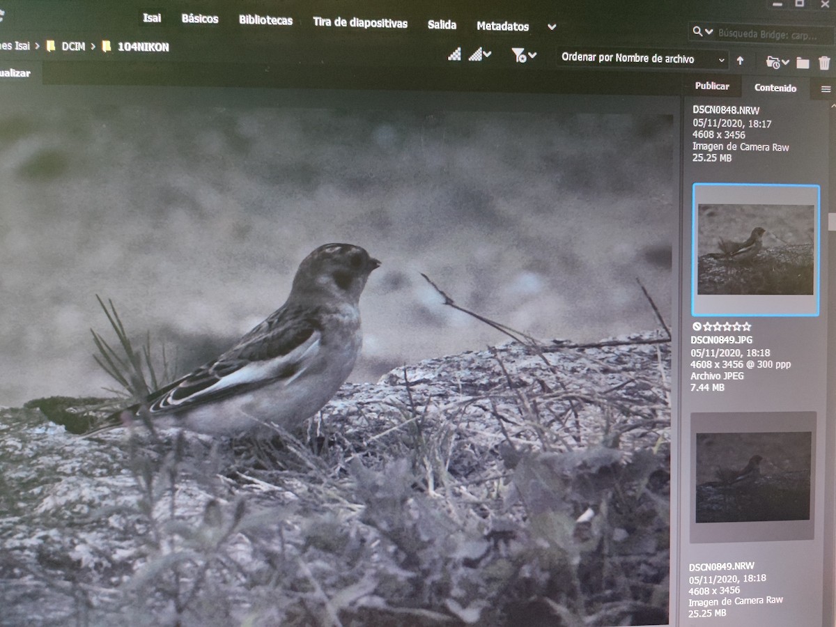 Snow Bunting - ML613122685