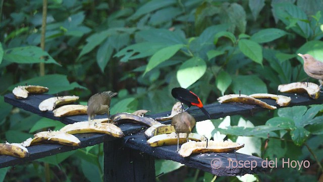 Clay-colored Thrush - ML613122690