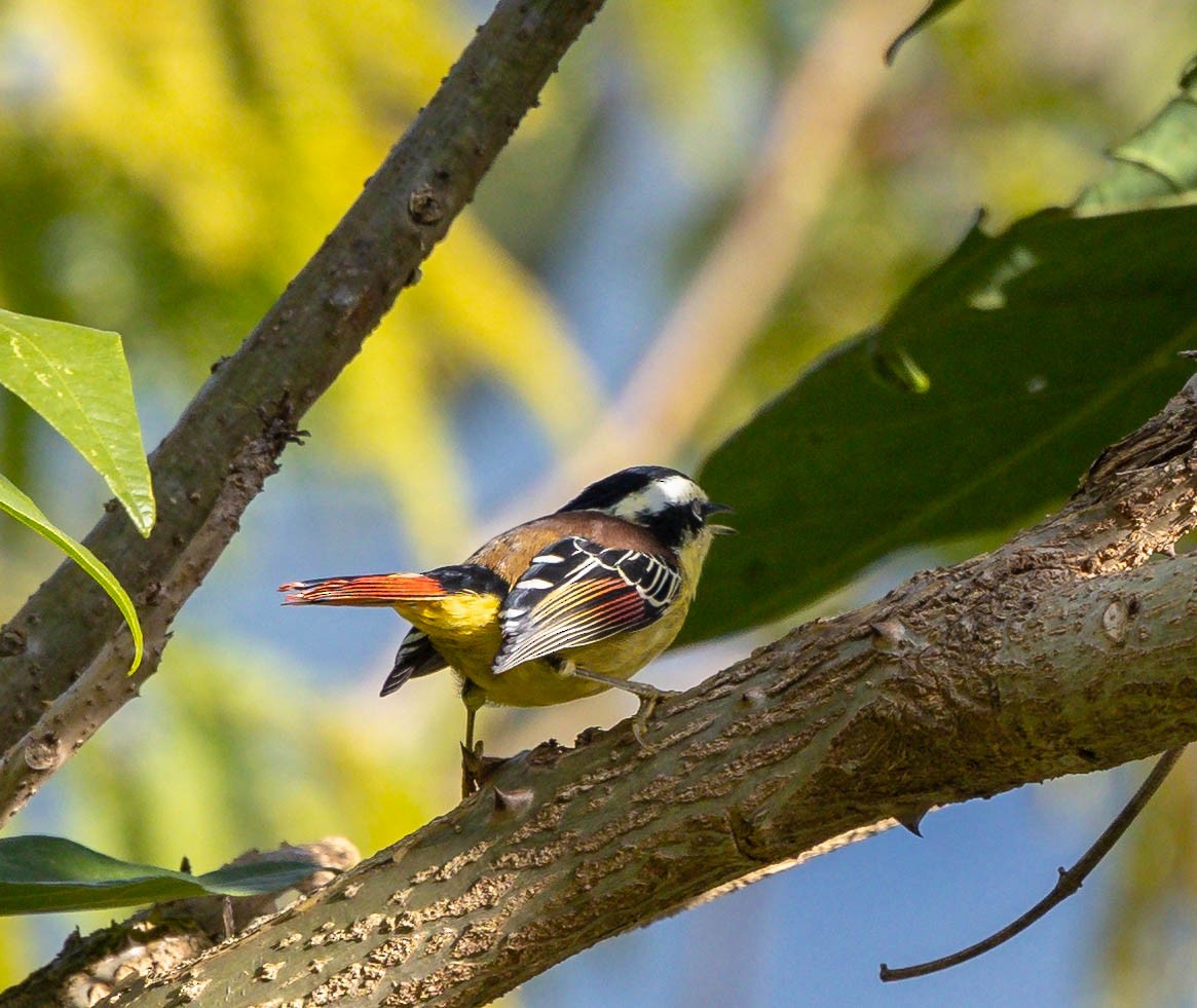 Red-tailed Minla - ML613122691