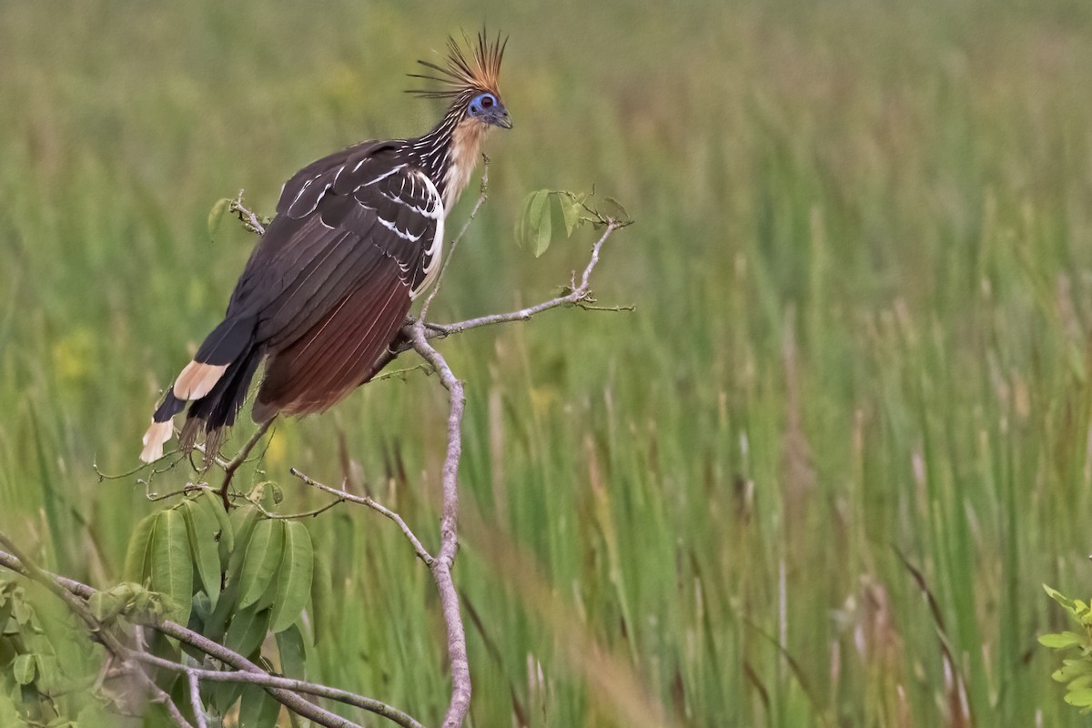 hoatzin - ML613122702