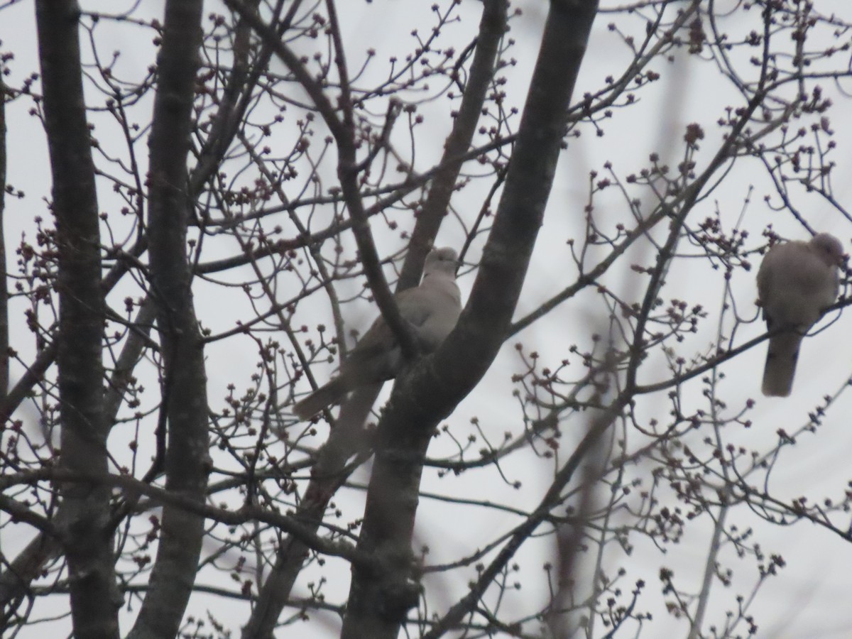 Eurasian Collared-Dove - ML613122744