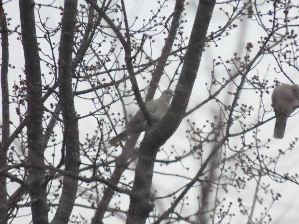 Eurasian Collared-Dove - ML613122745