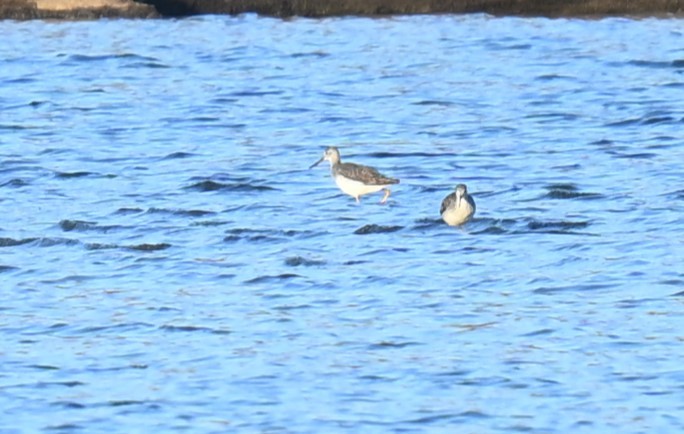 Greater Yellowlegs - Andy Reago &  Chrissy McClarren