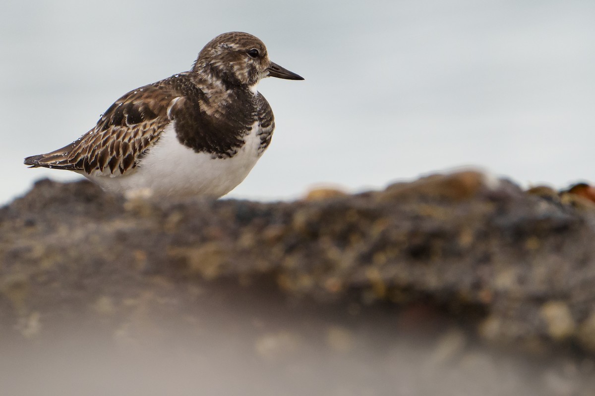 Ruddy Turnstone - ML613122840