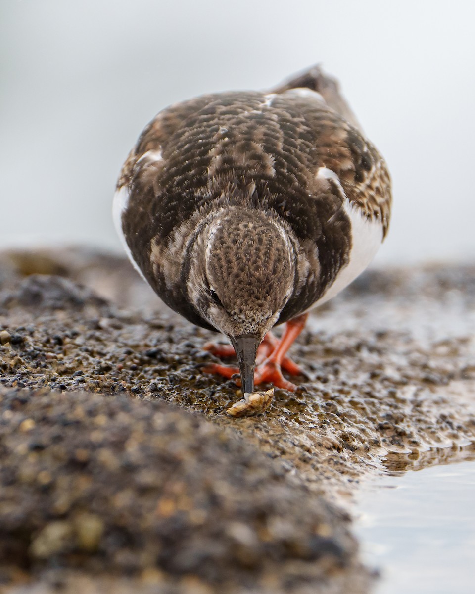 Ruddy Turnstone - ML613122847