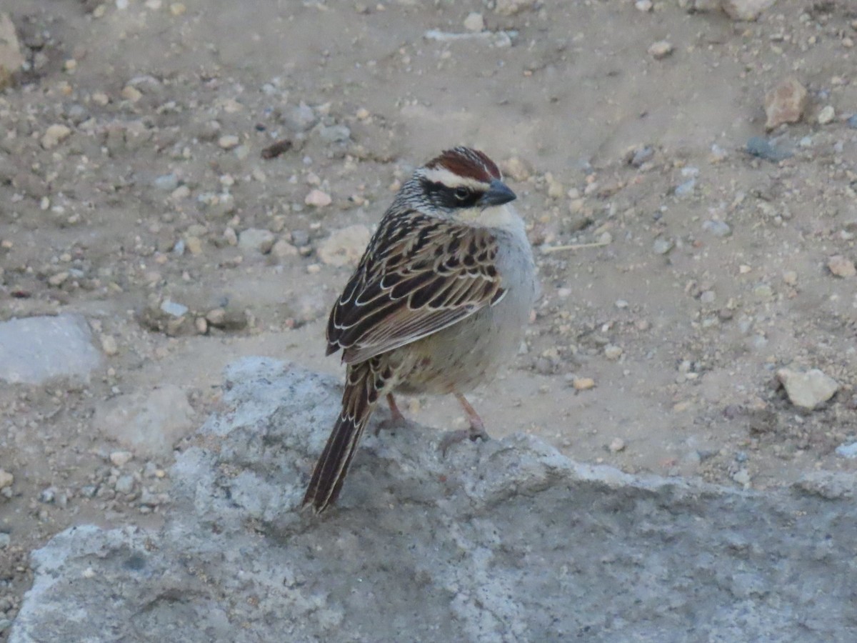 Striped Sparrow - Anuar Acosta