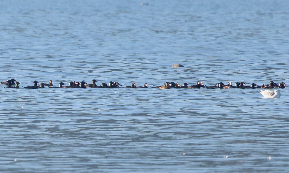 Surf Scoter - ML613122870