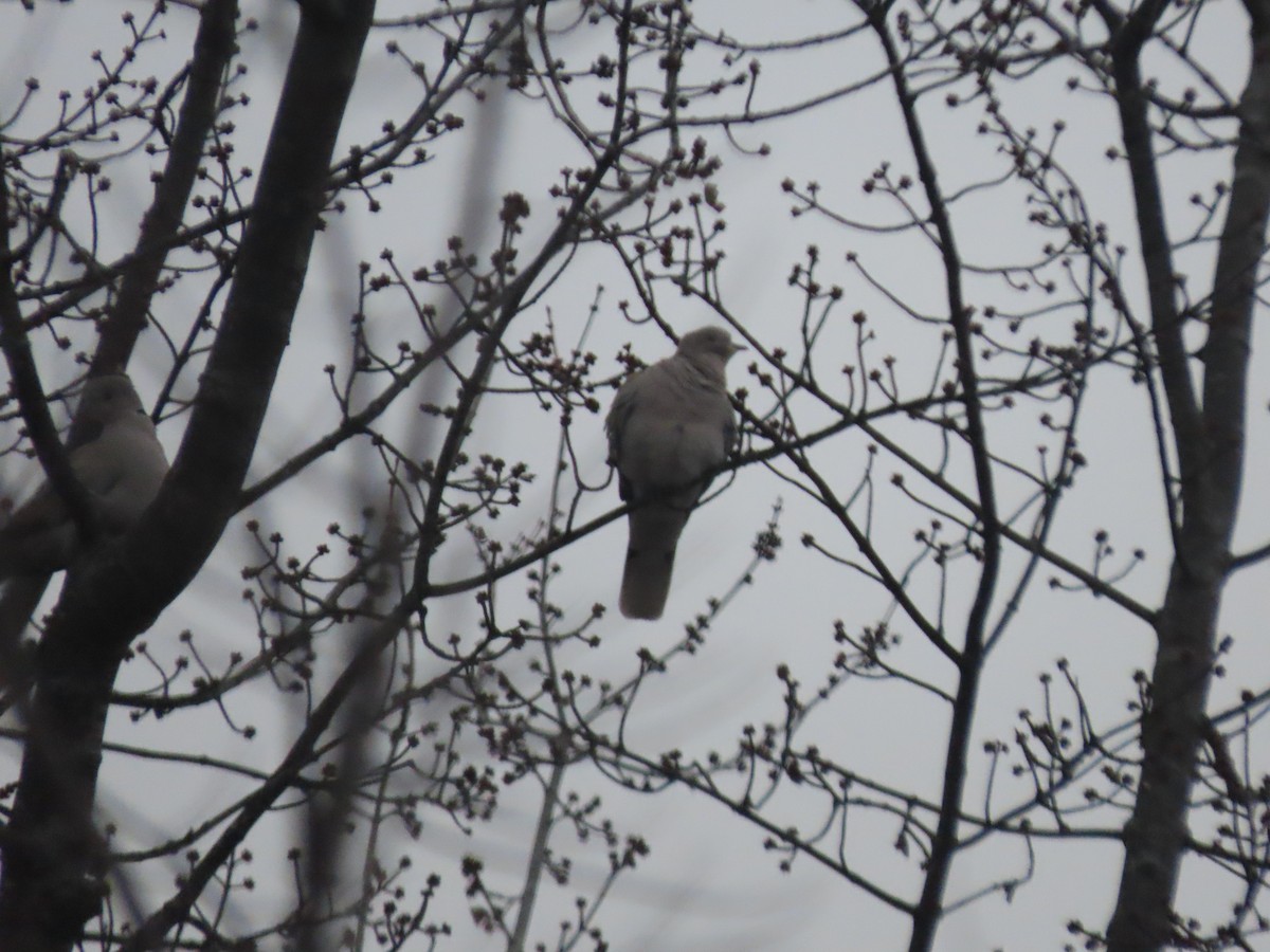 Eurasian Collared-Dove - ML613122892