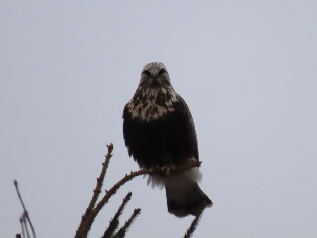 Rough-legged Hawk - ML613122903