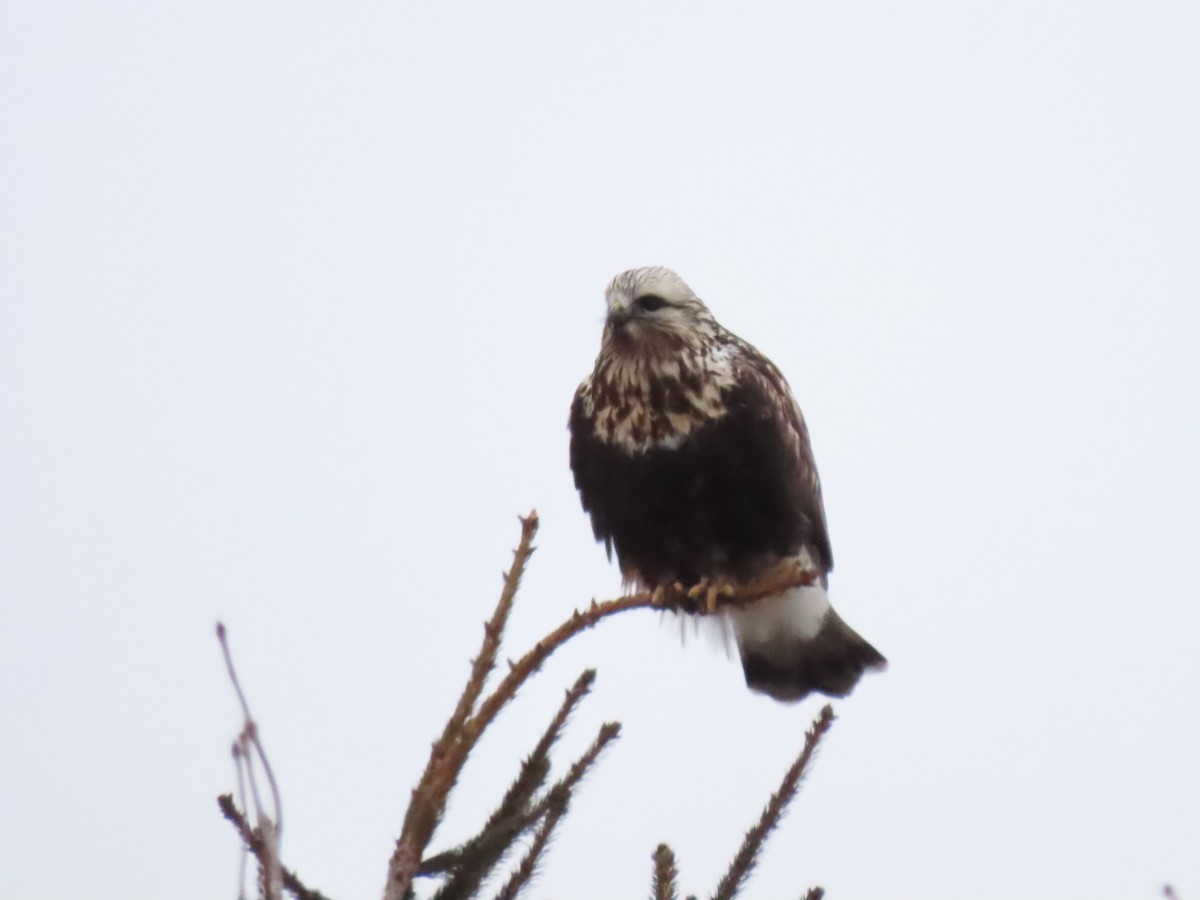 Rough-legged Hawk - ML613122904