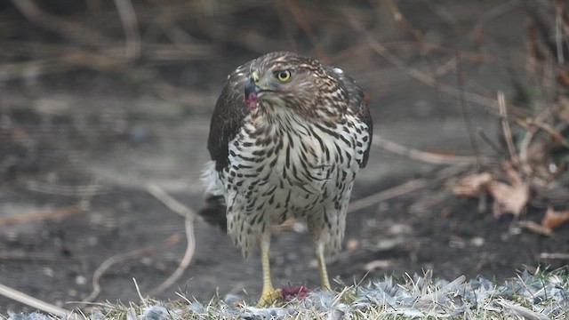 Cooper's Hawk - ML613122972