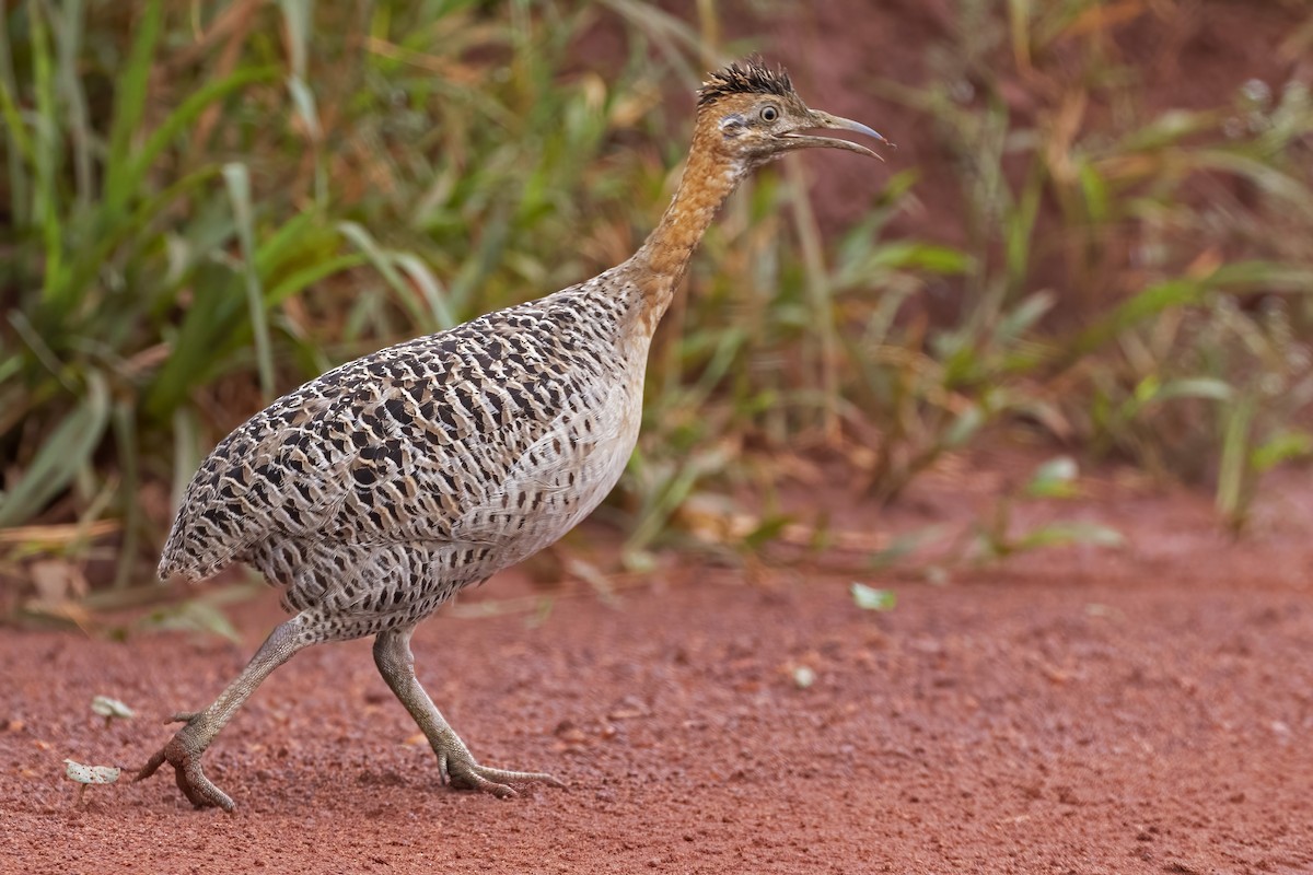 Red-winged Tinamou - ML613122991