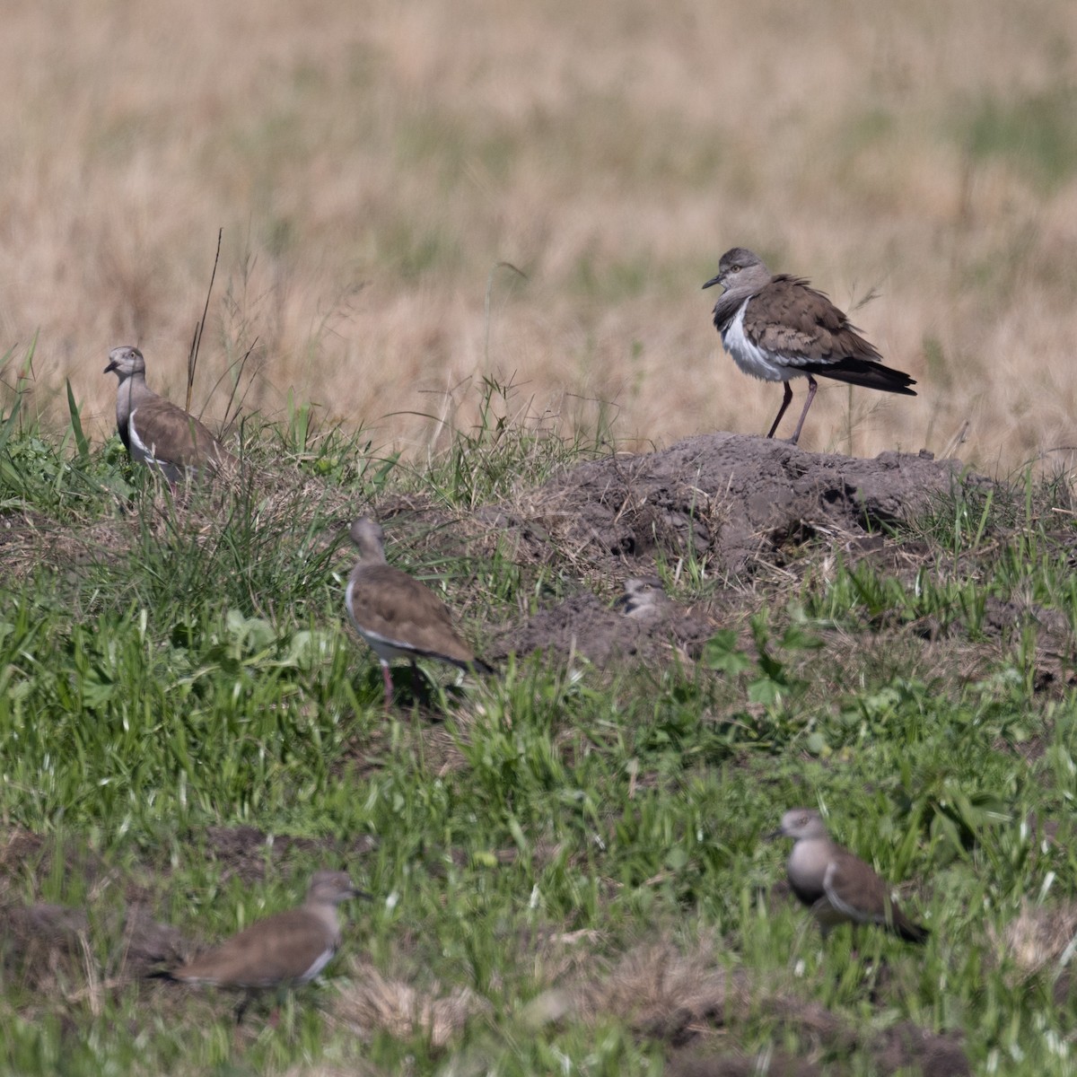 Black-winged Lapwing - Ian Rijsdijk