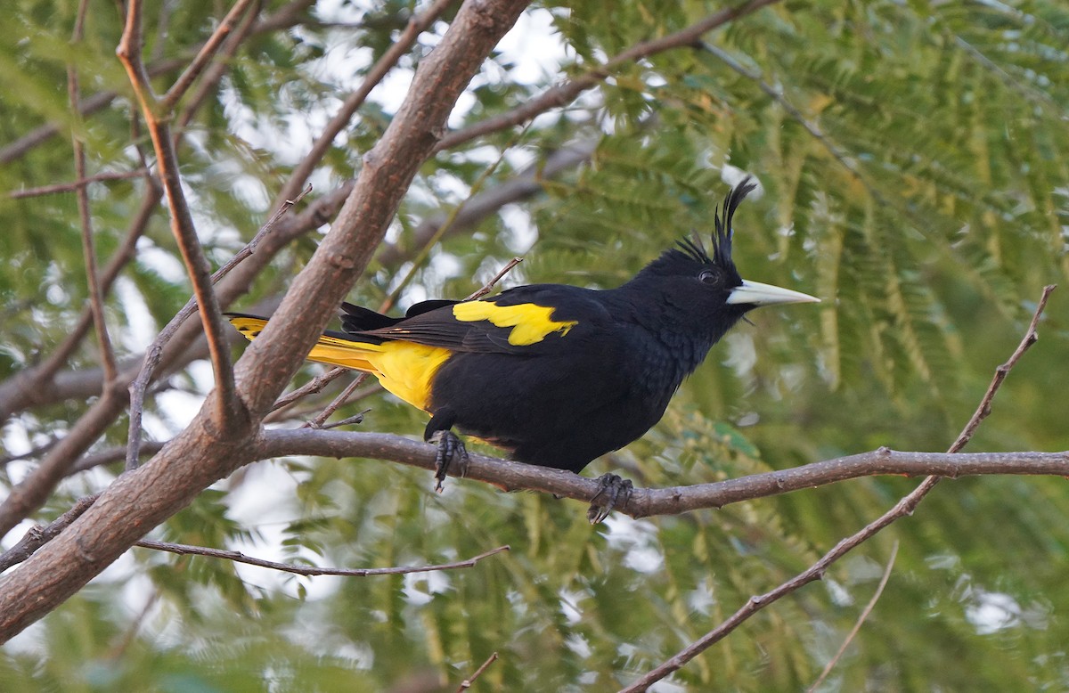 Yellow-winged Cacique - ML613123057