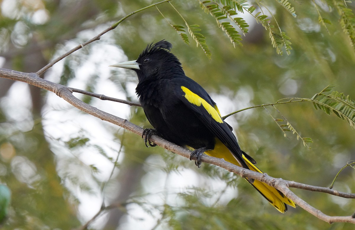 Yellow-winged Cacique - ML613123059