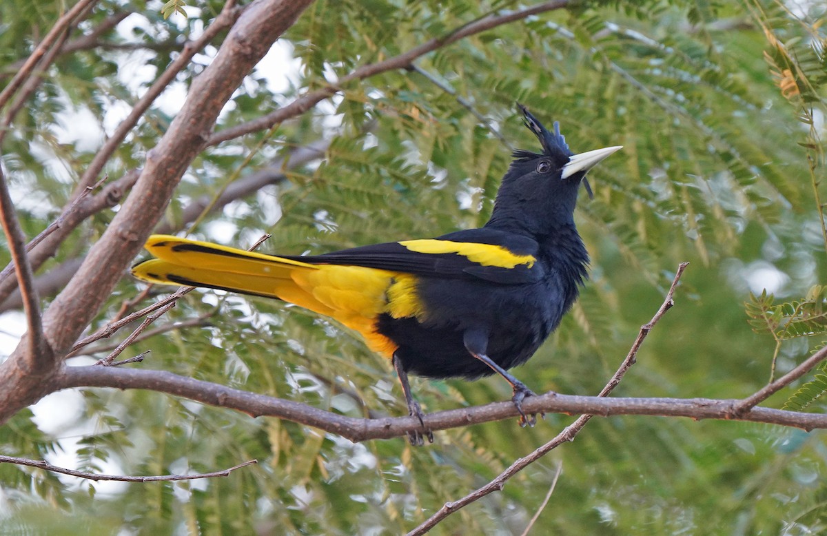 Yellow-winged Cacique - ML613123060