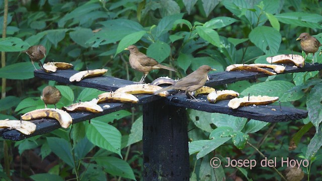 Clay-colored Thrush - ML613123061