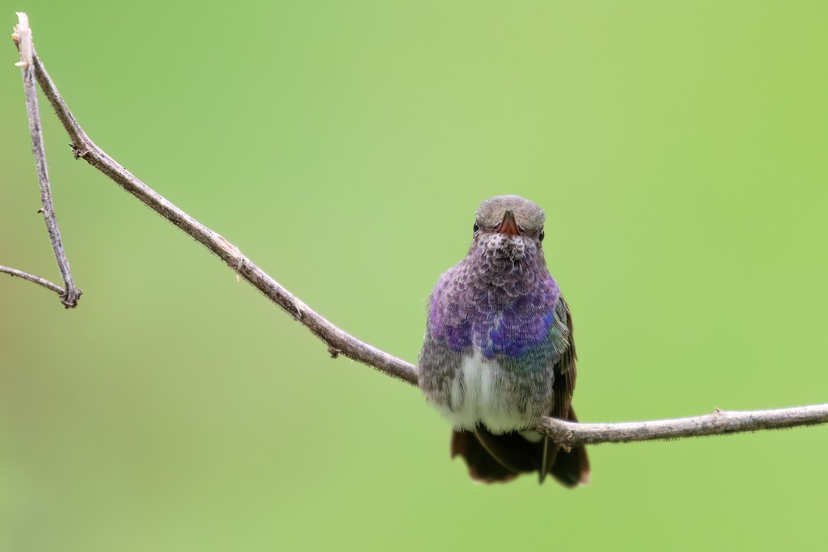 kolibřík safírový - ML613123062