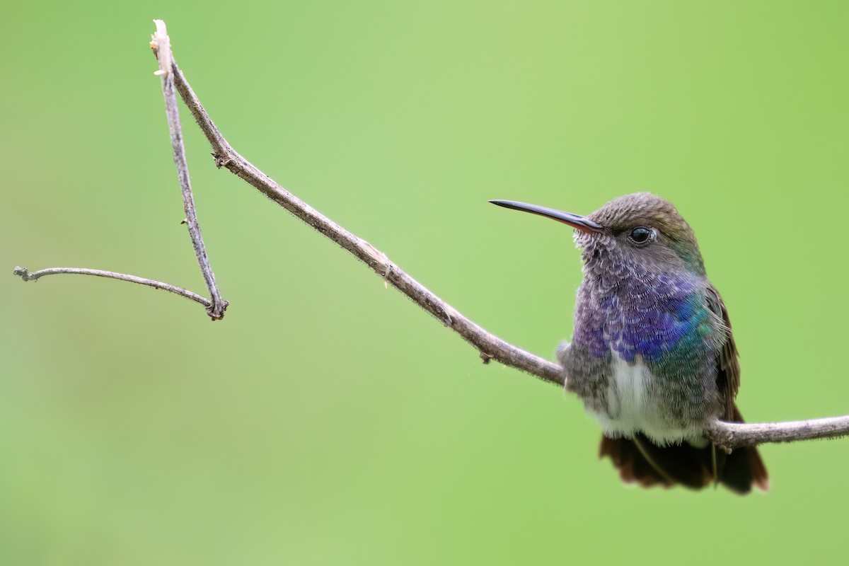 kolibřík safírový - ML613123063