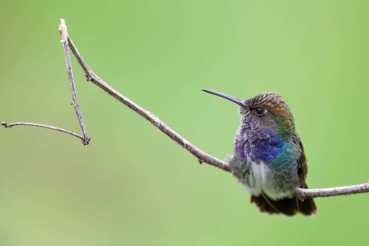 kolibřík safírový - ML613123064